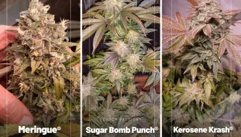 Die besten Cannabissamen Reviews aus Mai 2023