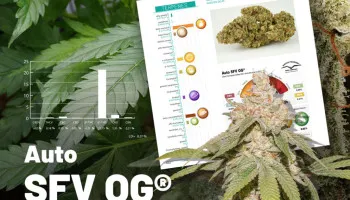Profilo dei cannabinoidi e dei terpeni dell’Auto SFV OG 