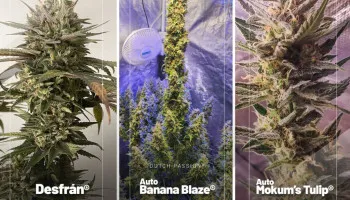 Beste cannabiszaadrecensies van juni 2023