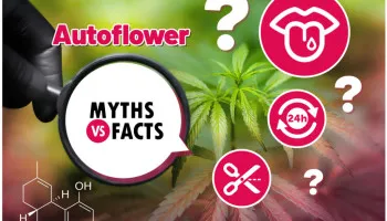 Mythen über Autoflower-Cannabissamen ausräumen