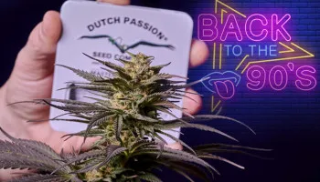 Top 5 des graines de cannabis féminisées old school des années 90