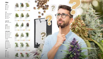 Come scegliere i semi di cannabis per una coltivazione indoor