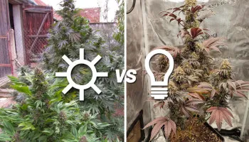 Guide comparatif du cannabis cultivé en intérieur vs en extérieur