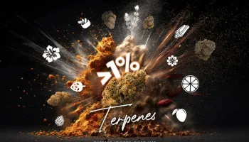 Top 10 des graines de cannabis aux profils terpéniques explosifs !