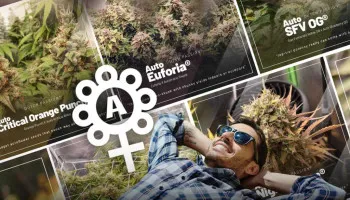 Top 5 des graines à autofloraison les plus faciles à cultiver en intérieur