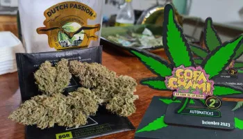 Cannabis cups: l’Euforia & l’Auto Banana Blaze récompensées à la Copa Chami 2023