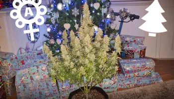 Top 5 des graines à autofloraison pour produire du cannabis en sapin de Noël