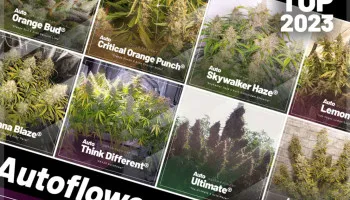 Top 10 des graines à autofloraison les plus vendues en 2023