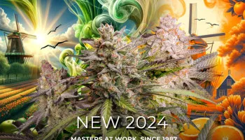 Nouvelles variétés de graines de cannabis pour 2024