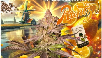 Top 10 des questions les plus souvent posées à propos de la Runtz