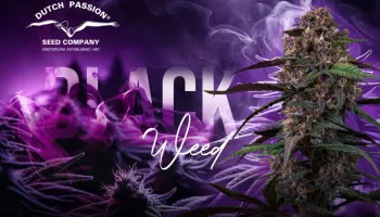 Tout ce que vous devez savoir sur la weed noire