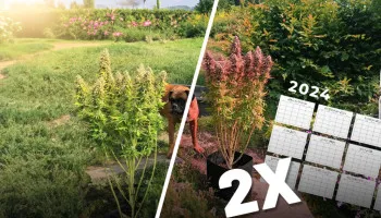 Twee keer een buitenoogst met deze cannabiszaden