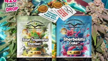 Promo 420: graines de cannabis en édition limitée