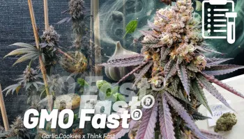 Nasiona GMO Fast testowane na poziomie 25% THC