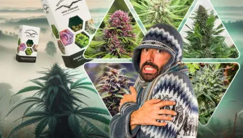Top 5 des variétés à cultiver dans les climats froids et humides
