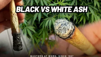 Ceniza blanca del cannabis: una teoría del enjuague desacreditada
