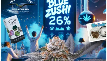 Nasiona Blue Zushi testowano na poziomie 26% THC