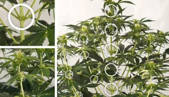 Comprende los nudos y entrenudos del cannabis