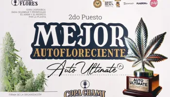 L’Auto Ultimate remporte sa toute première cannabis cup !