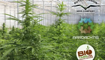 En exclusivité: les premières graines autoflo cultivées légalement aux Pays-Bas