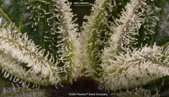 Que sont les feuilles résineuses du cannabis et comment les utiliser ?