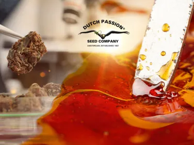 Top 5 des méthodes d'extraction de cannabis