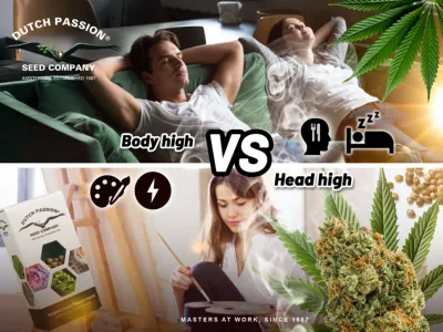 Effet cérébral et effet corporel du cannabis