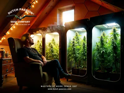 Comment obtenir des récoltes perpétuelles avec du cannabis