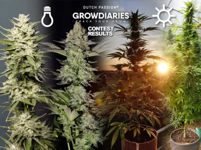 Meilleurs journaux de culture de graines de cannabis de janvier 2025