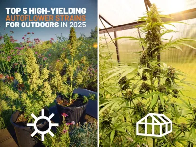 Meilleures graines autoflo à haut rendement pour l'extérieur en 2025