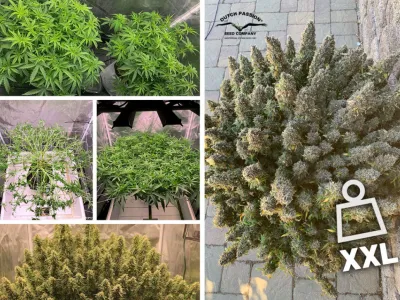 Rendements exceptionnels de graines à autofloraison : du mythe à la réalité