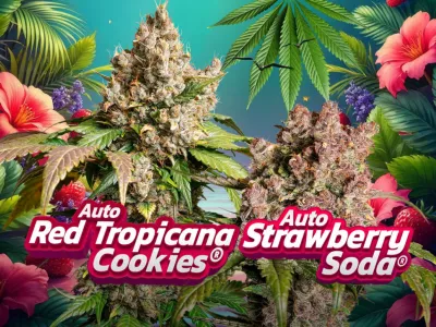 Vi presentiamo l’Auto Red Tropicana Cookies e l’Auto Strawberry Soda