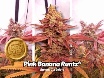 Pink Banana Runtz: edición limitada abrasadora con un 27 % de THC