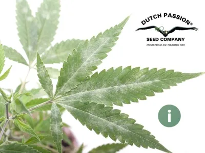 Padlí na konopí: příčiny, příznaky a léčba