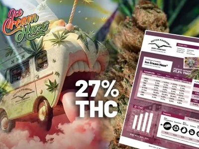 Ice Cream Haze testée avec plus de 27% de THC