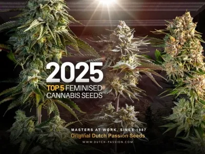 Top 5 gefeminiseerde cannabiszaden voor binnenkweek in 2025