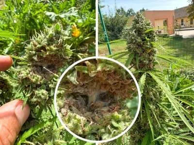 Síntomas, prevención y cura de la pudrición de los cogollos de cannabis