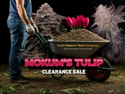 Última oportunidad: Promoción de liquidación de Mokum's Tulip 2 POR 1