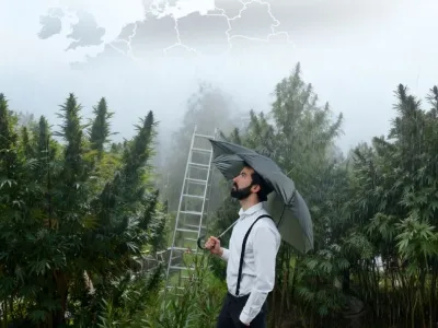 Waarom Noord-Europa specifieke buitenwietzaden nodig heeft