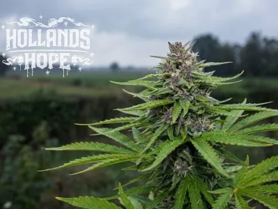 Het verhaal van Hollands Hope en kweektips