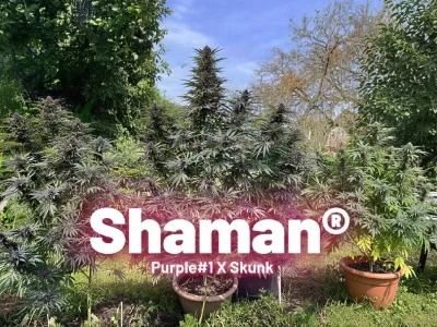 De cannabissoort Shaman: informatie en kweektips