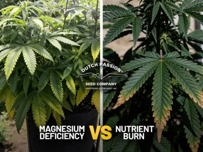 Deficiencia de magnesio frente versus quemadura por nutrientes en el cannabis