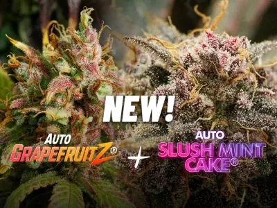 Nouvelles graines de cannabis à autofloraison (septembre 2026)