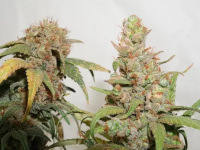 ‘Freddy’s Best’ – New strain announcement for 2012