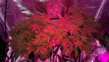 All about Autofem seeds