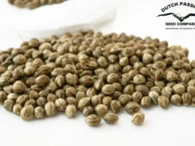 Imagine seeds which would produce genetically identical plants of the world’s top varieties