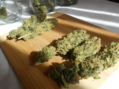 Dutch Passion premiado en la Highlife Cannabis Cup