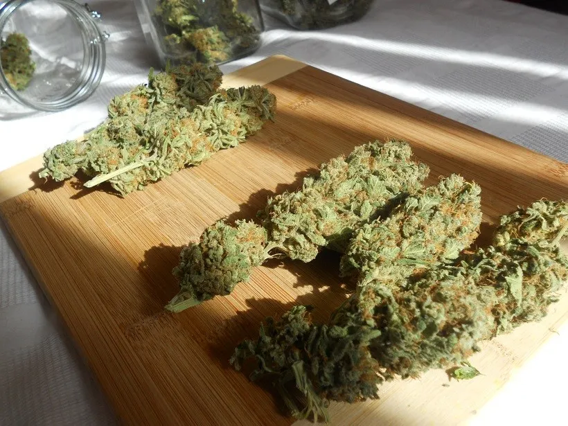 Dutch Passion premiado en la Highlife Cannabis Cup
