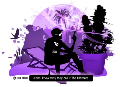 The Ultimate, a potent Dutch Passion classic with XXL yields