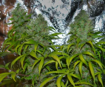 Spain.  Dutch Passion win 'Best Seedbank' Award At Spannabis 2014